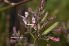 Andrographis neesiana